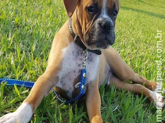  Ladrões arrombam casa na Capital e levam objetos e cachorro de criança de 4 anos