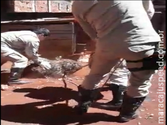 Maracaju: Bombeiros capturam uma capivara no Bairro Alto Maracaju