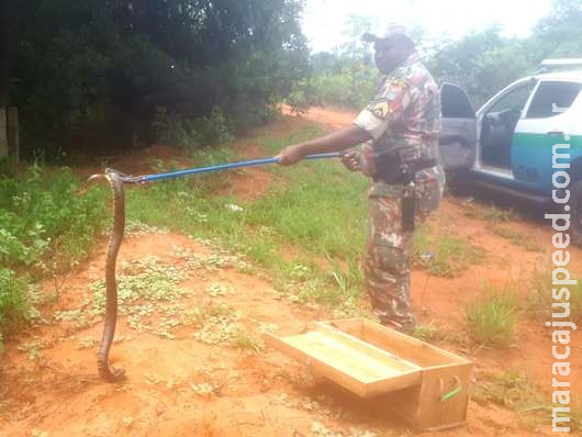 Oitava cobra é capturada em residência, em 15 dias Oitava cobra é capturada em residência, em 15 dias