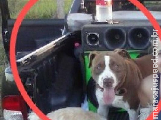 Pitbull ataca durante brincadeira no quintal e mata criança de 8 meses Pitbull ataca durante brincadeira no quintal e mata criança de 8 meses