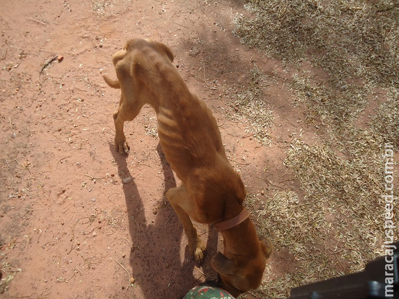 PMA autua 21 pessoas em R$ 485 mil por maus-tratos a animais no ano passado, número 72% inferior a 2017 PMA autua 21 pessoas em R$ 485 mil por maus-tratos a animais no ano passado, número 72% inferior a 2017