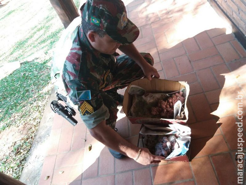 PMA autua 70 pessoas em R$ 710 mil por crimes contra a fauna de maus-tratos, tráfico, caça e criação ilegal no ano passado PMA autua 70 pessoas em R$ 710 mil por crimes contra a fauna de maus-tratos, tráfico, caça e criação ilegal no ano passado