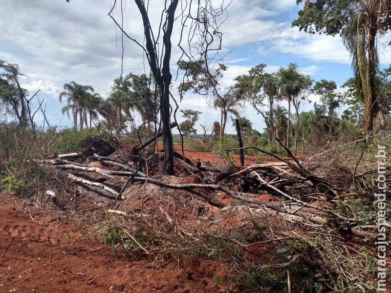 PMA autua infrator em R$ 4 mil por desmatamento ilegal de 3 hectares e incêndio de vegetação nativa PMA autua infrator em R$ 4 mil por desmatamento ilegal de 3 hectares e incêndio de vegetação nativa