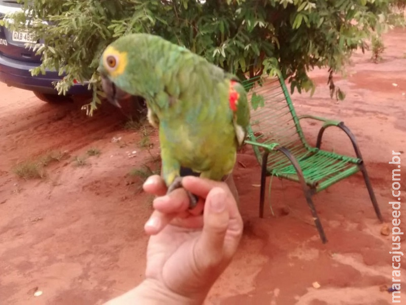PMA autua três por desmatamento, maus-tratos e criação de animais em cativeiro durante operação em dois municípios PMA autua três por desmatamento, maus-tratos e criação de animais em cativeiro durante operação em dois municípios
