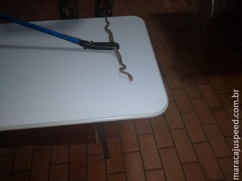 PMA captura dentro de escola da zona rural a sexta serpente em Coxim PMA captura dentro de escola da zona rural a sexta serpente em Coxim