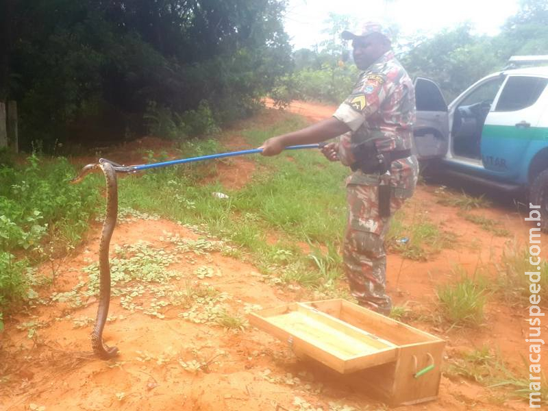 PMA captura oitava serpente na varanda de residência na área urbana de Coxim medindo dois metros e meio de comprimento