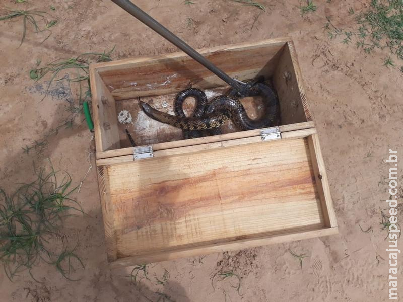 PMA captura serpente de dois metros na área urbana de Coxim PMA captura serpente de dois metros na área urbana de Coxim