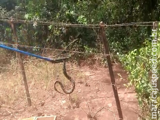  PMA captura terceira serpente peçonhenta em residência urbana de Coxim em três dias