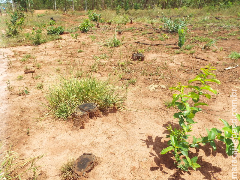 Polícia Militar autua infrator em R$ 7 mil por desmatamento em área protegida de reserva legal Polícia Militar autua infrator em R$ 7 mil por desmatamento em área protegida de reserva legal