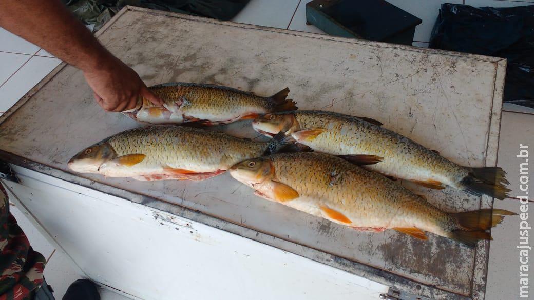 Polícia Militar autua pescador profissional em R$ 1,2 mil por venda de pescado ilegal em feira livre Polícia Militar autua pescador profissional em R$ 1,2 mil por venda de pescado ilegal em feira livre