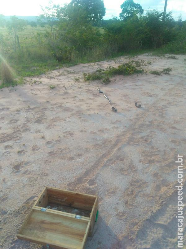 Polícia Militar captura quarta serpente em uma semana em residências de Coxim Polícia Militar captura quarta serpente em uma semana em residências de Coxim