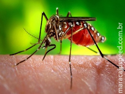 Sidrolândia e mais nove municípios são enquadrados com alta infestação de Dengue pela Secretaria Estadual de Saúde Sidrolândia e mais nove municípios são enquadrados com alta infestação de Dengue pela Secretaria Estadual de Saúde