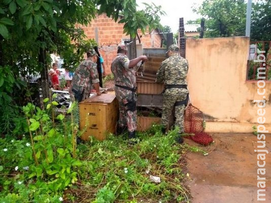 Tamanduá e “falsa” cobra coral são capturados em residências da Capital Tamanduá e “falsa” cobra coral são capturados em residências da Capital