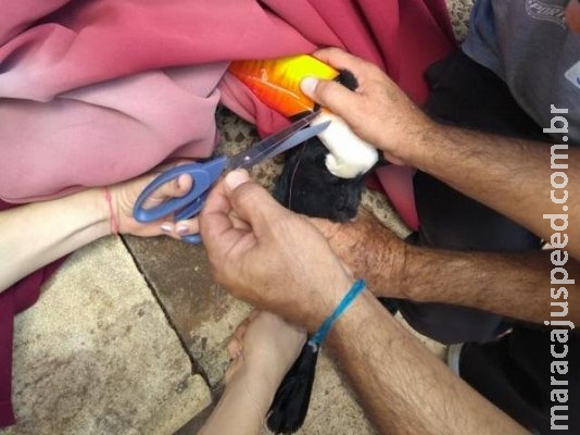Tucano cai de árvore, fica preso em linha de pipa e é resgatado em escola Tucano cai de árvore, fica preso em linha de pipa e é resgatado em escola