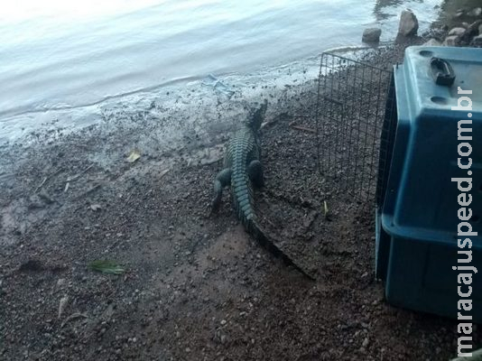 Após as cobras, é a vez dos jacarés: dois são capturados em clínica e casa em Coxim Após as cobras, é a vez dos jacarés: dois são capturados em clínica e casa em Coxim