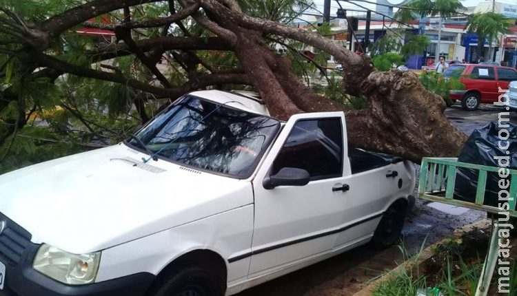 Após chuva rápida, árvore cai em Fiat Uno e rua fica interditada na Capital Após chuva rápida, árvore cai em Fiat Uno e rua fica interditada na Capital