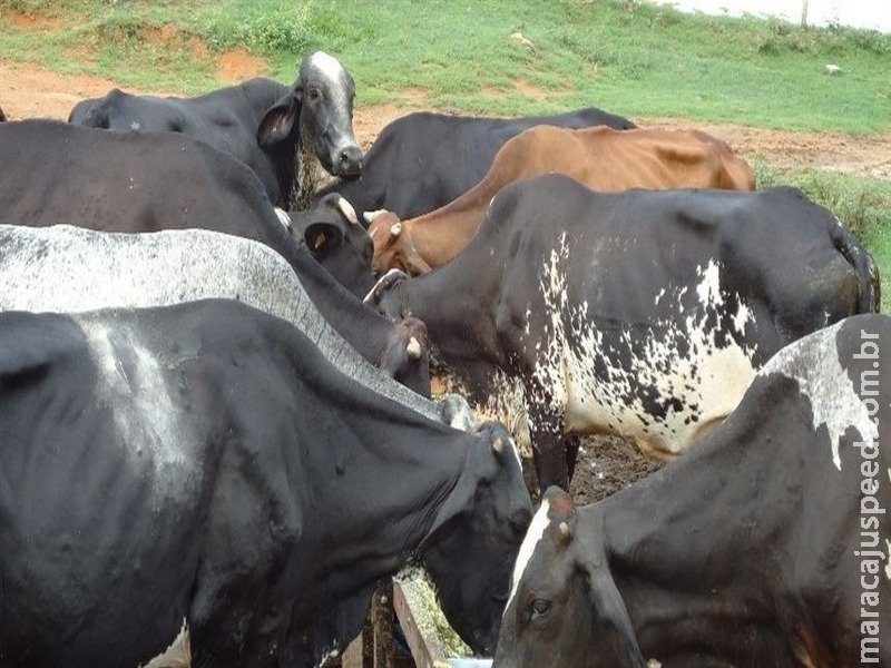 Bem-estar do gado influencia a qualidade da carne Bem-estar do gado influencia a qualidade da carne