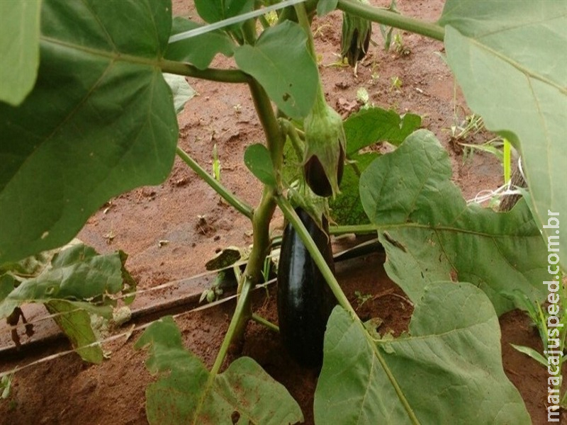 Berinjela transgênica reduz uso de pesticidas Berinjela transgênica reduz uso de pesticidas