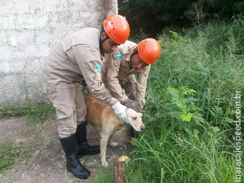 Cachorro passa madrugada em galeria de água após cair em buraco Cachorro passa madrugada em galeria de água após cair em buraco