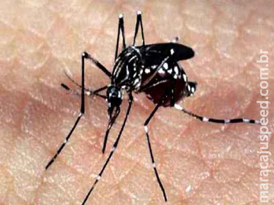 Com quase 12 mil casos suspeitos, Sesau intensifica guerra à dengue em Campo Grande