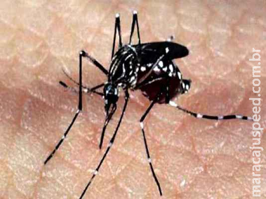 Com quase 12 mil casos suspeitos, Sesau intensifica guerra à dengue em Campo Grande Com quase 12 mil casos suspeitos, Sesau intensifica guerra à dengue em Campo Grande