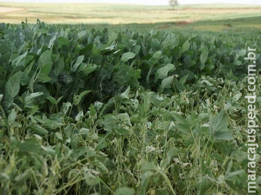 Contratação de crédito agropecuário soma R$ 119 bi em oito meses, em alta de 12%