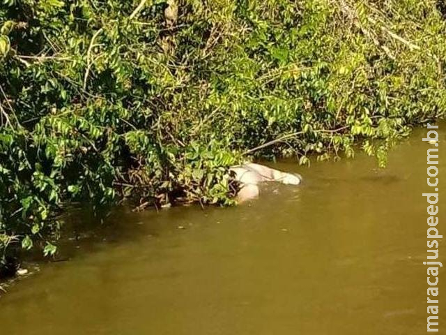 Corpo é encontrado em rio enroscado em galho de árvore Corpo é encontrado em rio enroscado em galho de árvore