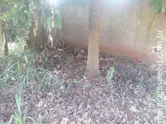 Corpo em avançado estado de decomposição é encontrado em Dourados Corpo em avançado estado de decomposição é encontrado em Dourados