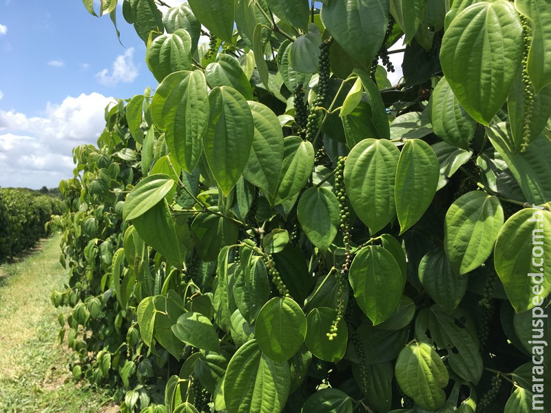 Cultivo de pimenta-do-reino cresce no Brasil Cultivo de pimenta-do-reino cresce no Brasil