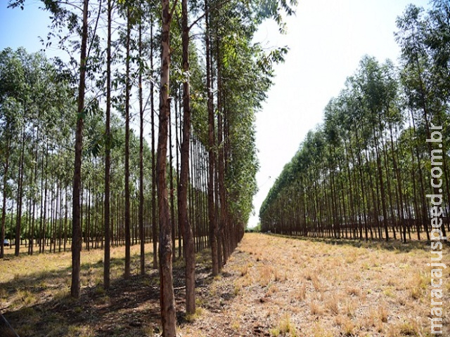Em dois anos, área de plantio de eucalipto sobe 11% em MS Em dois anos, área de plantio de eucalipto sobe 11% em MS