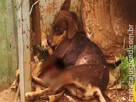  Ex-marido invade casa armado, não encontra mulher e mata cachorro a tiros por vingança