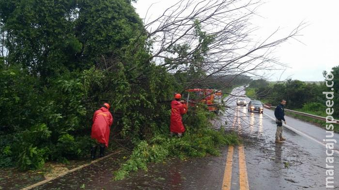 Forte temporal causa estragos e derruba árvores na BR 267 Forte temporal causa estragos e derruba árvores na BR 267