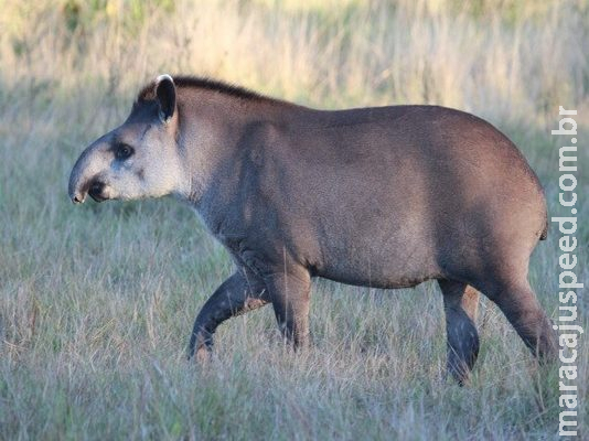 Grupo de MS busca recursos para proteger antas com expedição até a Amazônia