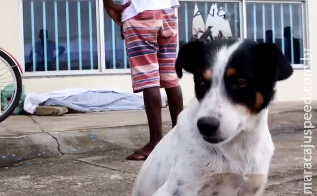 Homem é assassinado em calçada e cachorro de vítima fica ao lado do corpo até chegada da polícia