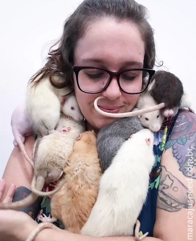 Jovem adota ratazanas e as cria como filhos: Jovem adota ratazanas e as cria como filhos:
