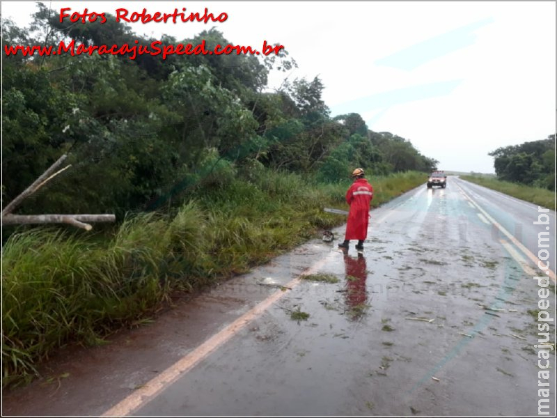 Maracaju: Corpo de Bombeiros desobstruem Rodovia MS-460, após árvore cair com fortes ventos Maracaju: Corpo de Bombeiros desobstruem Rodovia MS-460, após árvore cair com fortes ventos
