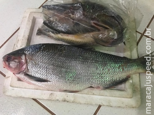 Mulher é presa e multada após capturar peixe protegido por lei em MS Mulher é presa e multada após capturar peixe protegido por lei em MS