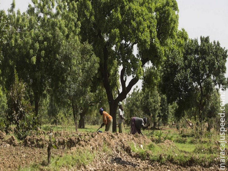 ONU declara Década sobre Restauração de Ecossistemas ONU declara Década sobre Restauração de Ecossistemas