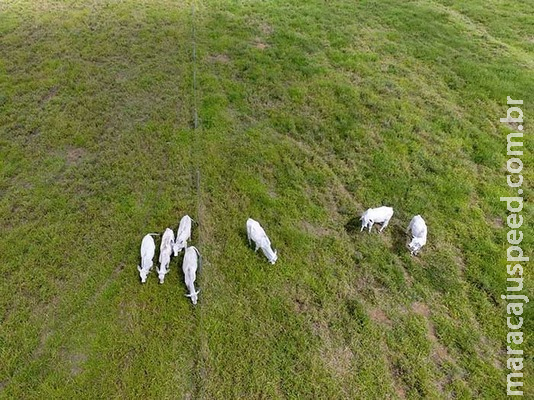 Pesquisadores vão usar drones para detecção e contagem de gado