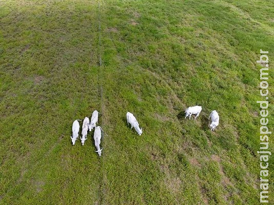 Pesquisadores vão usar drones para detecção e contagem de gado Pesquisadores vão usar drones para detecção e contagem de gado