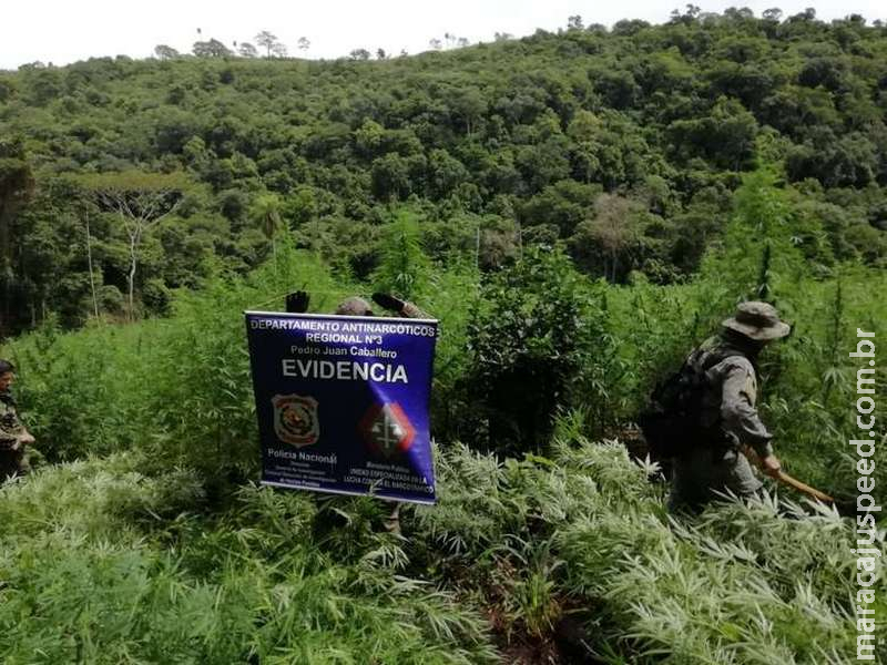 Polícia destrói três hectares de plantação de maconha na fronteira