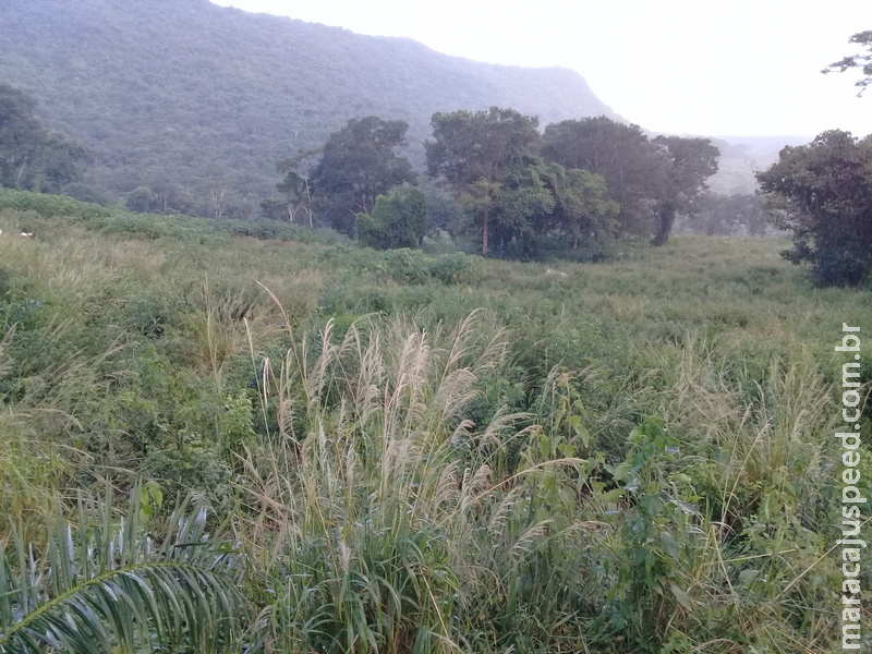 Polícia Militar Ambiental autua campo-grandense em R$ 9,2 mil por desmatamento ilegal de 9,24 hectares de vegetação nativa ocorrido em 2013