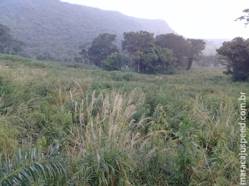 Polícia Militar Ambiental autua campo-grandense em R$ 9,2 mil por desmatamento ilegal de 9,24 hectares de vegetação nativa ocorrido em 2013 Polícia Militar Ambiental autua campo-grandense em R$ 9,2 mil por desmatamento ilegal de 9,24 hectares de vegetação nativa ocorrido em 2013
