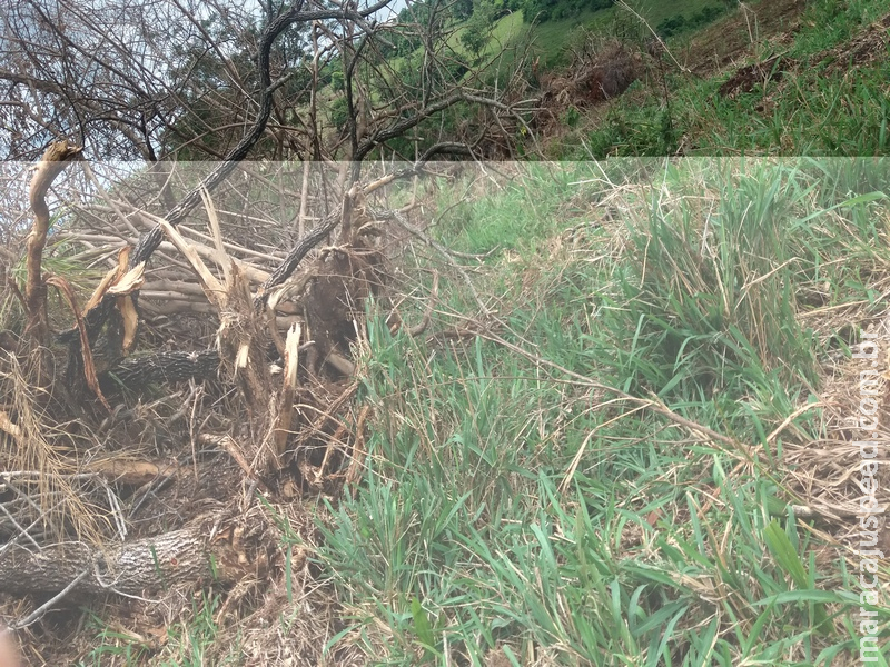 Polícia Militar Ambiental autua infrator em R$ 3 mil por exploração ilegal de vegetação nativa Polícia Militar Ambiental autua infrator em R$ 3 mil por exploração ilegal de vegetação nativa