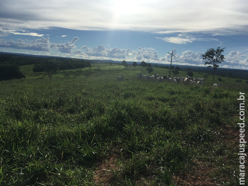 Polícia Militar Ambiental autua infrator em R$ 41 mil por desmatamento ilegal de 40,88 hectares descoberto por imagem de satélite Polícia Militar Ambiental autua infrator em R$ 41 mil por desmatamento ilegal de 40,88 hectares descoberto por imagem de satélite