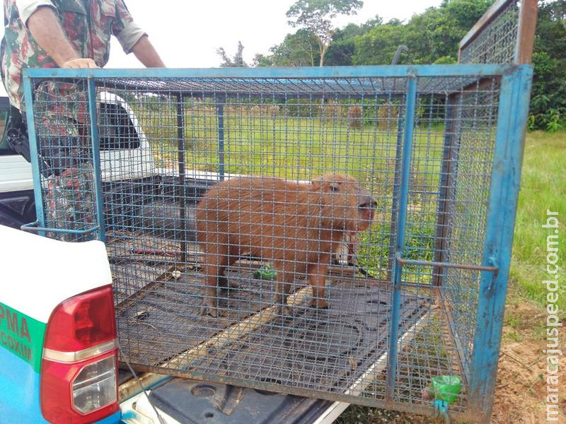 Polícia Militar Ambiental captura capivara em residência na cidade de Coxim