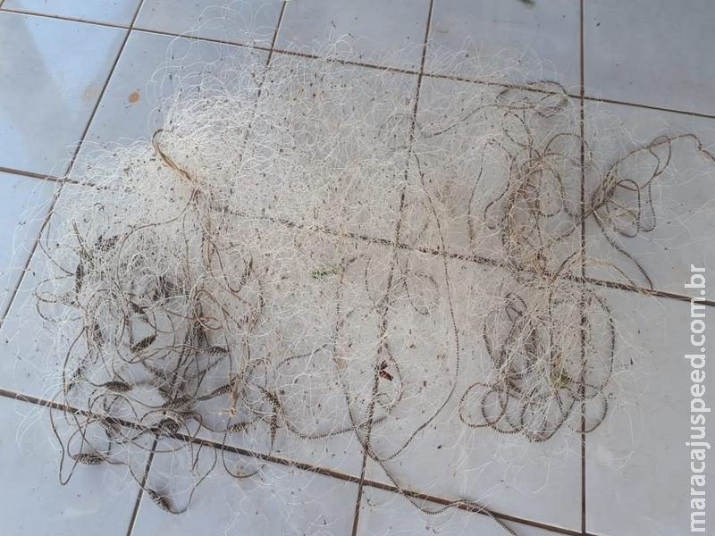 Polícia Militar Ambiental prende e autua em R$ 2,5 mil um pescador por pescar com redes de pesca no rio Verde Polícia Militar Ambiental prende e autua em R$ 2,5 mil um pescador por pescar com redes de pesca no rio Verde