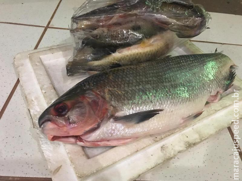 Polícia Militar Ambiental prende e autua mulher de 35 anos em R$ 5, 1 mil por transportar peixe protegido por lei da espécie piracanjuba Polícia Militar Ambiental prende e autua mulher de 35 anos em R$ 5, 1 mil por transportar peixe protegido por lei da espécie piracanjuba