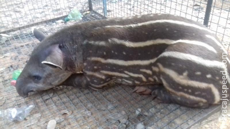Polícia Militar Ambiental recolhe filhote de anta com ferimentos por ataque de cachorros Polícia Militar Ambiental recolhe filhote de anta com ferimentos por ataque de cachorros