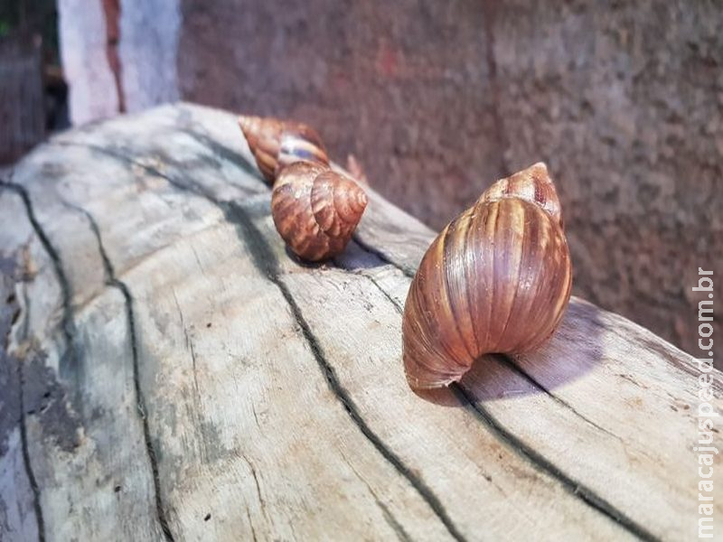 Presentes nos jardins, caramujos africanos podem trazer doenças graves; saiba como exterminá-los Presentes nos jardins, caramujos africanos podem trazer doenças graves; saiba como exterminá-los